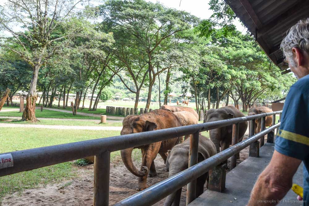 大象自然公園, 大象公園, elephant nature park, 清邁景點, 清邁自由行, 清邁自助, 大象保育