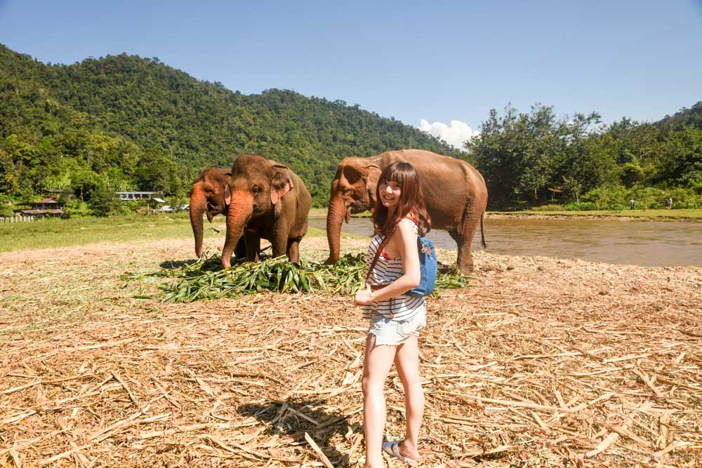 大象自然公園, 大象公園, elephant nature park, 清邁景點, 清邁自由行, 清邁自助, 大象保育
