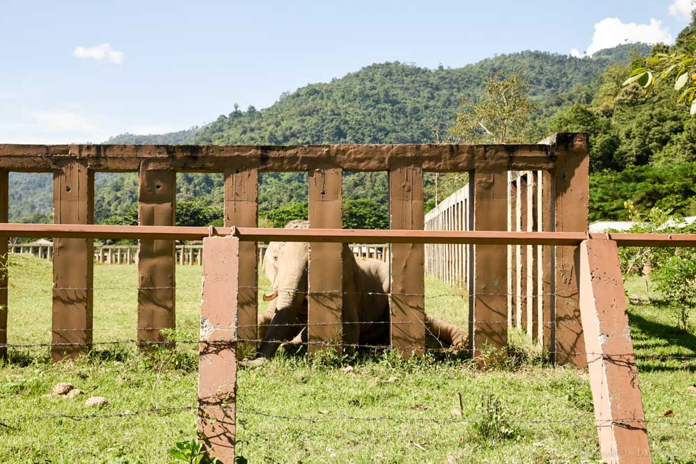 大象自然公園, 大象公園, elephant nature park, 清邁景點, 清邁自由行, 清邁自助, 大象保育