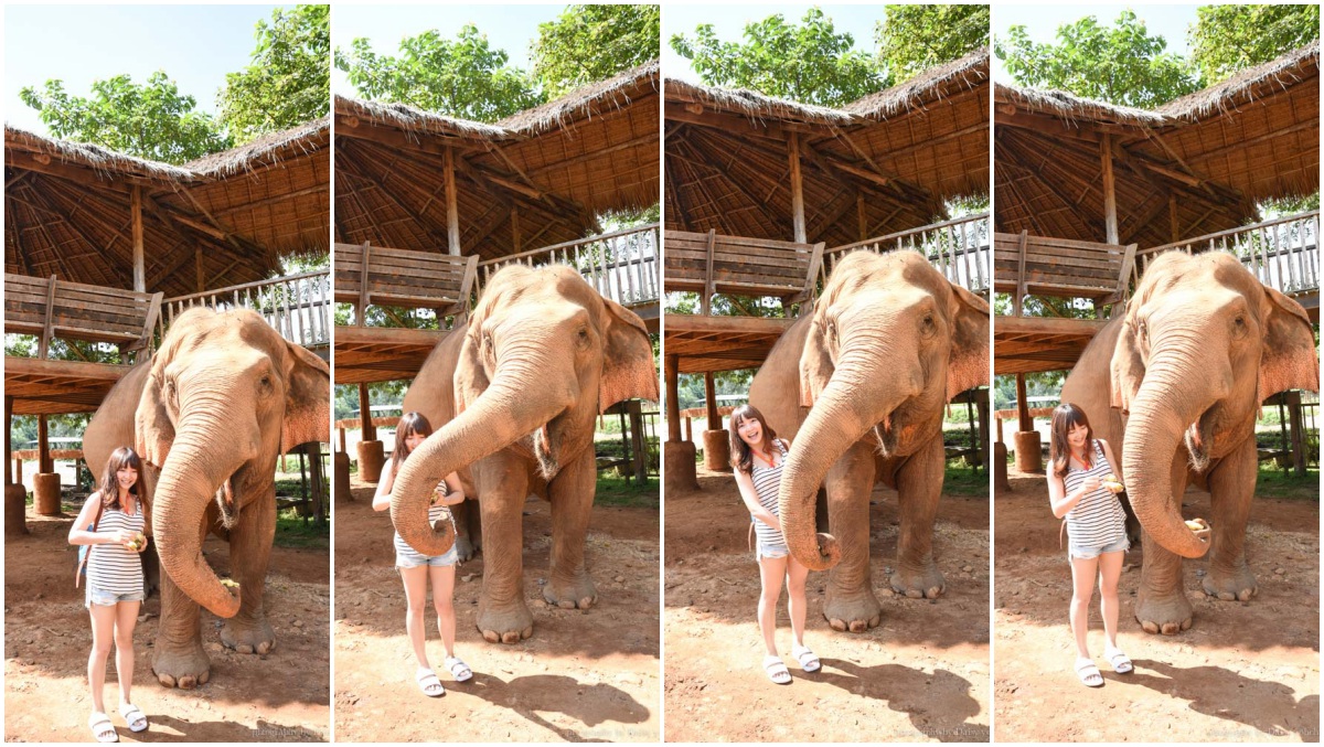 大象自然公園, 大象公園, elephant nature park, 清邁景點, 清邁自由行, 清邁自助, 大象保育