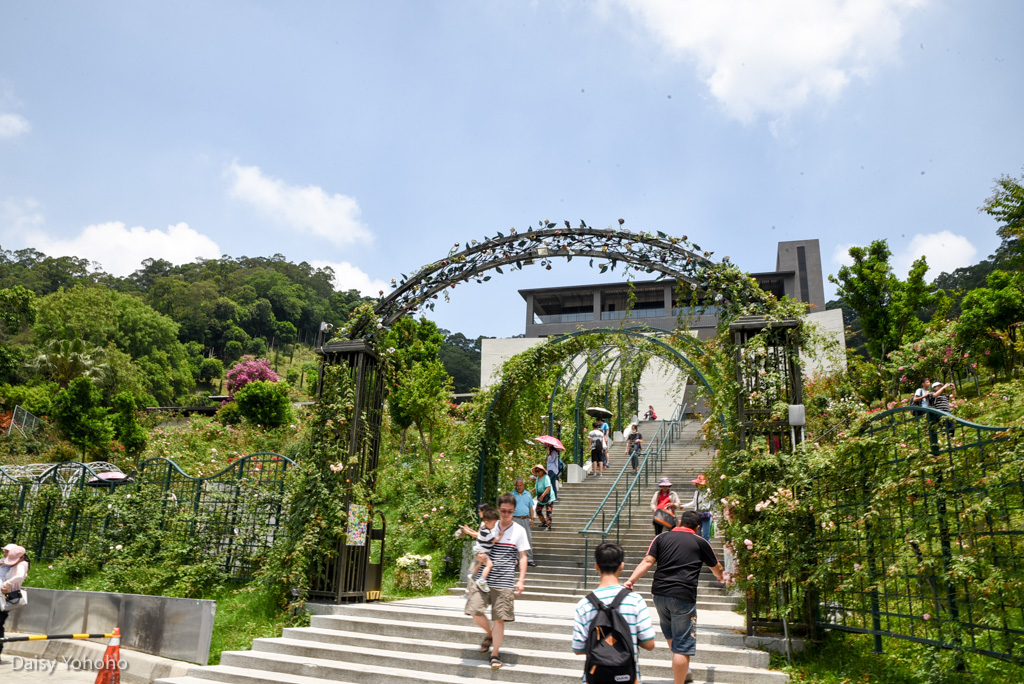 雅聞七里香玫瑰森林, 苗栗景點, 頭屋景點, 玫瑰花園, 苗栗旅遊, 免門票景點, 玫瑰花季, 雅聞觀光工廠