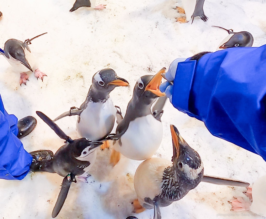 餵企鵝體驗 海生館企鵝飼育員, 海生館活動, 屏東海生館, 海生館企鵝, 海生館極地區, Klook我與企鵝的0.1毫米