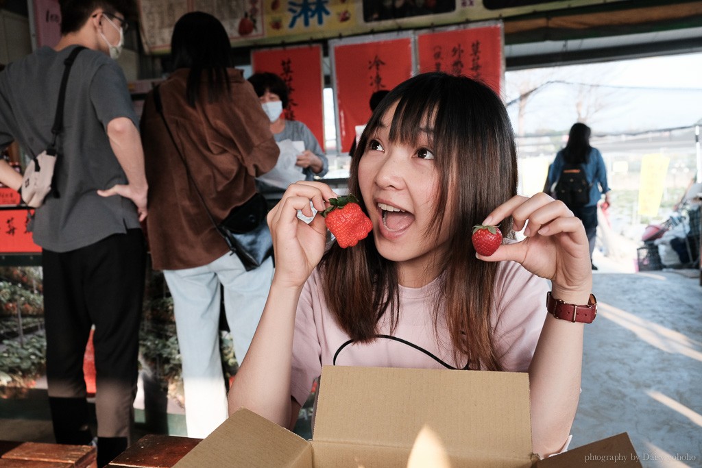 善化草莓季, 美裕草莓園, 善化景點, 台南採草莓, 善化草莓, 高架草莓, 草莓冰淇淋, 草莓冰淇淋, 草莓香腸