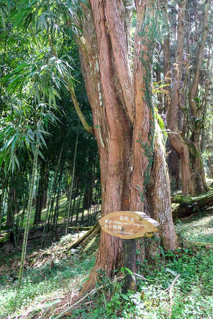 溪頭自然教育園區, 溪頭露營, 溪頭森林遊樂區, 大學池, 溪頭景點, 南投景點, 溪頭門票優惠