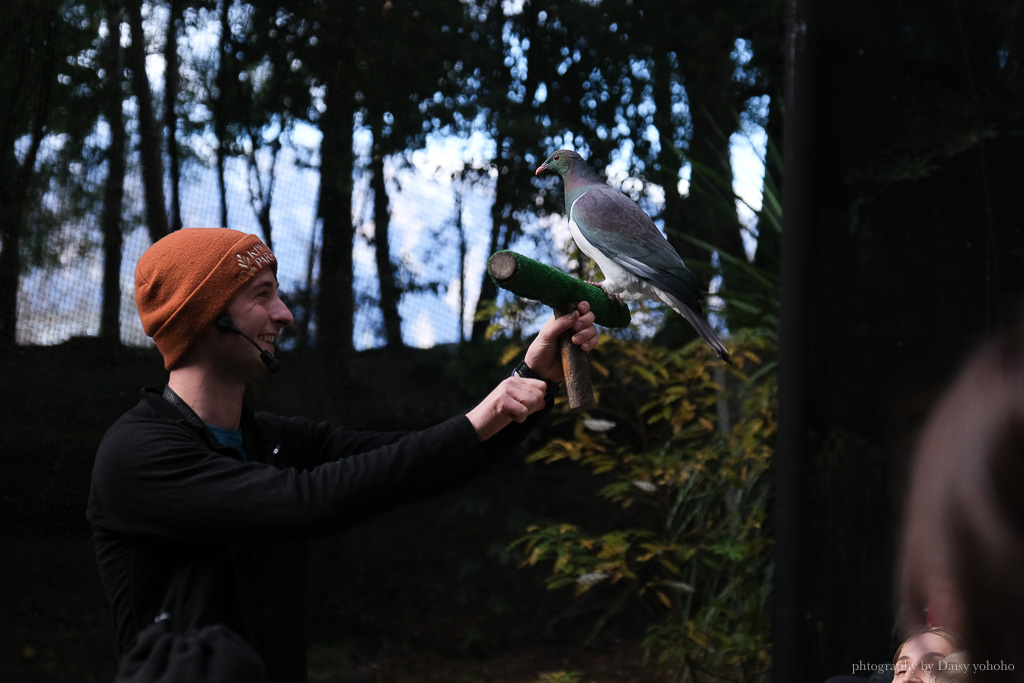 紐西蘭, 皇后鎮景點, 奇異鳥鳥類生態公園, Kiwi Birdlife Park Queenstown, 奇異鳥公園