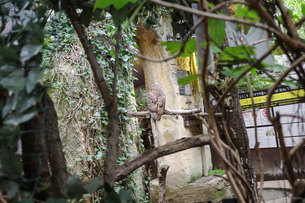 由布院花卉村貓頭鷹森林