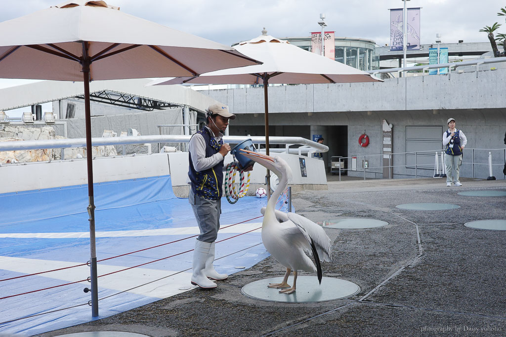 大分海洋宮水族館「海之卵」，親手觸摸海象、魟魚，海豚缸中悠遊玩耍的可愛