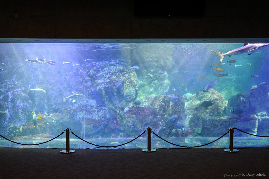 大分海洋宮水族館「海之卵」，親手觸摸海象、魟魚，海豚缸中悠遊玩耍的可愛