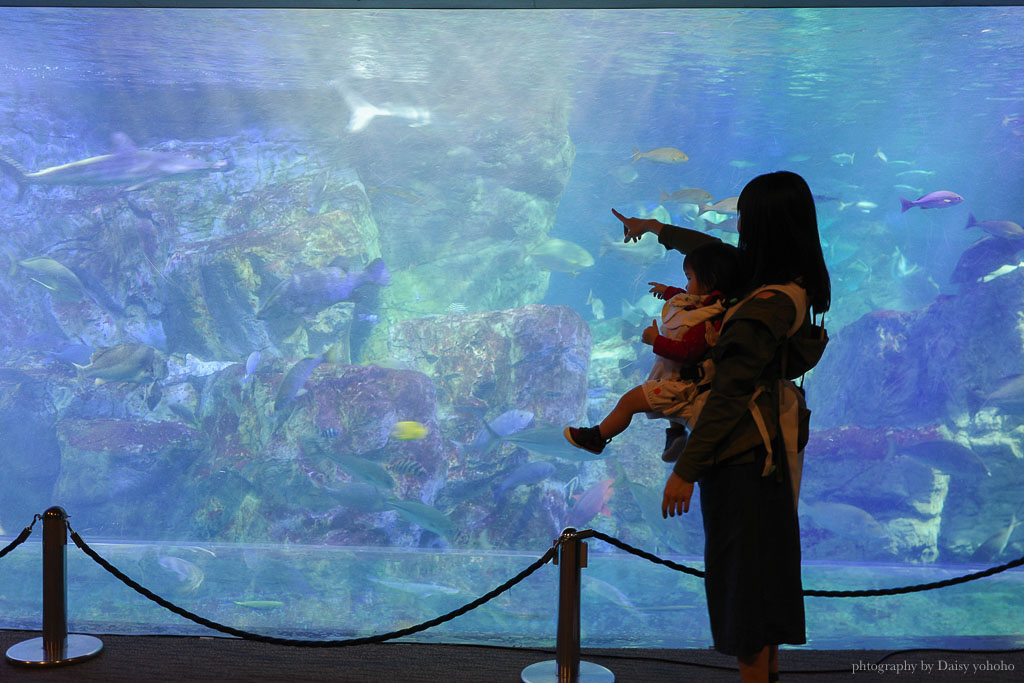 大分海洋宮水族館「海之卵」，親手觸摸海象、魟魚，海豚缸中悠遊玩耍的可愛