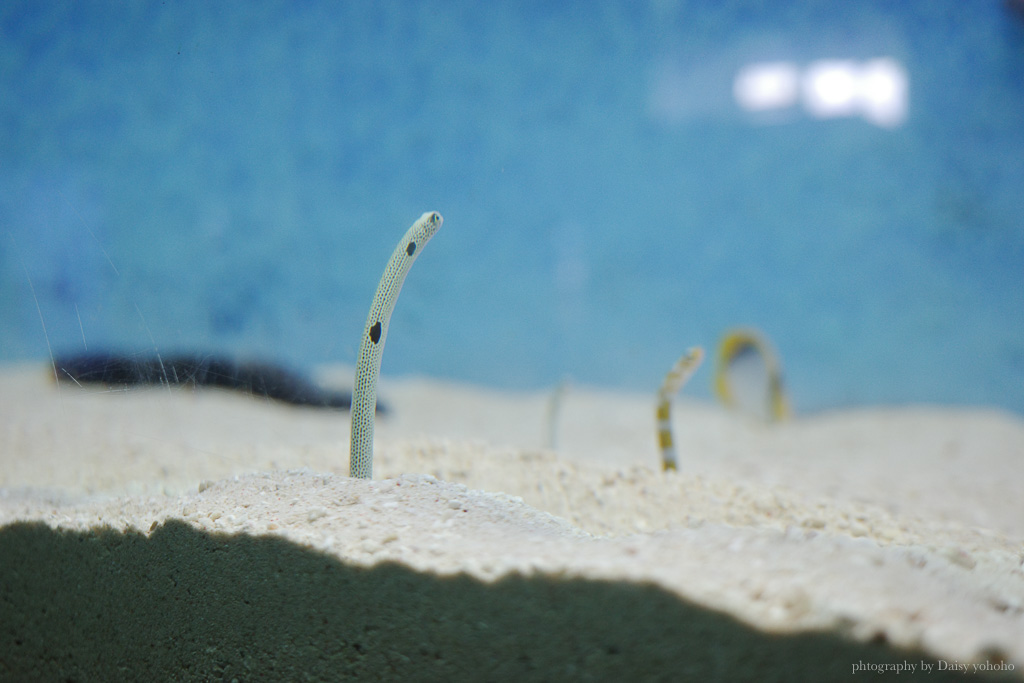 大分海洋宮水族館「海之卵」，親手觸摸海象、魟魚，海豚缸中悠遊玩耍的可愛