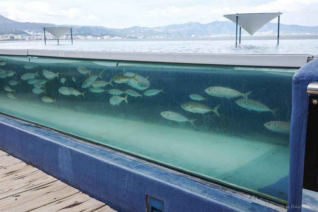 大分海洋宮水族館「海之卵」，親手觸摸海象、魟魚，海豚缸中悠遊玩耍的可愛