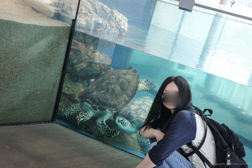 大分海洋宮水族館「海之卵」，親手觸摸海象、魟魚，海豚缸中悠遊玩耍的可愛