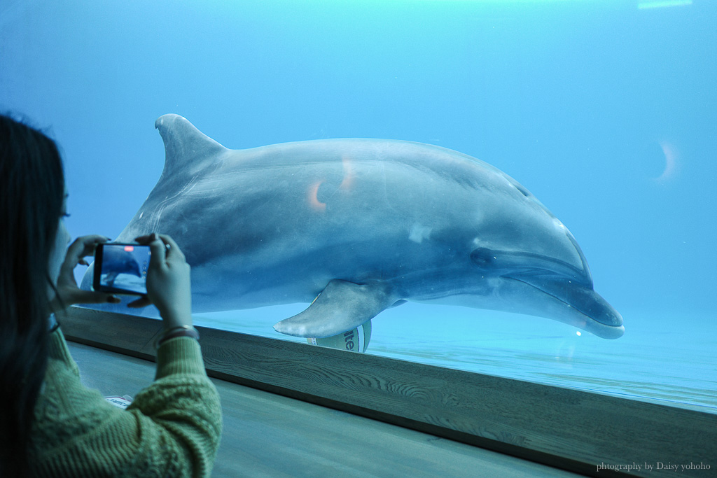 大分海洋宮水族館「海之卵」，親手觸摸海象、魟魚，海豚缸中悠遊玩耍的可愛