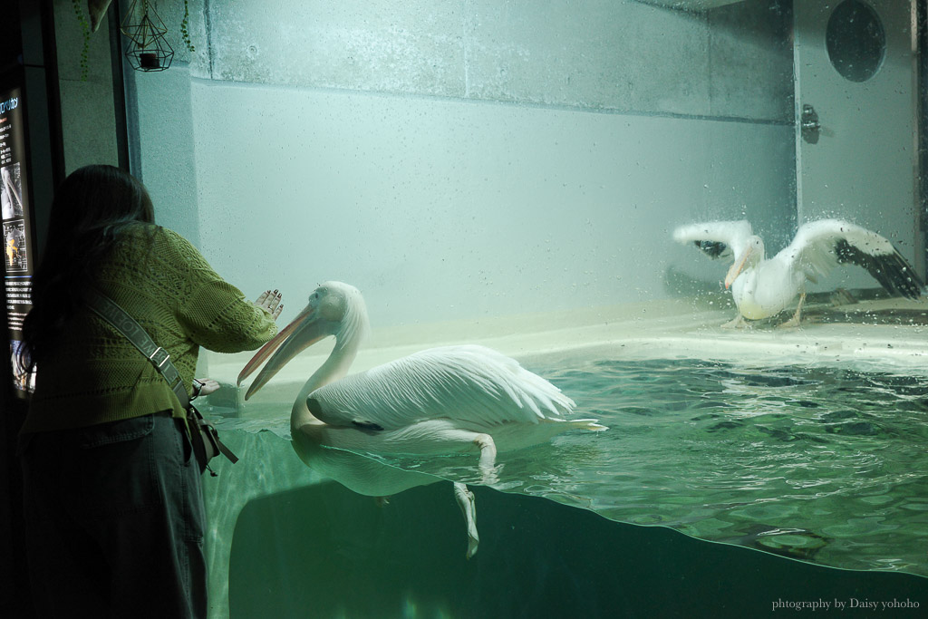 大分海洋宮水族館「海之卵」，親手觸摸海象、魟魚，海豚缸中悠遊玩耍的可愛