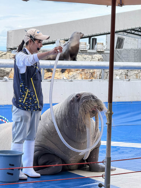 大分海洋宮水族館「海之卵」，親手觸摸海象、魟魚，海豚缸中悠遊玩耍的可愛