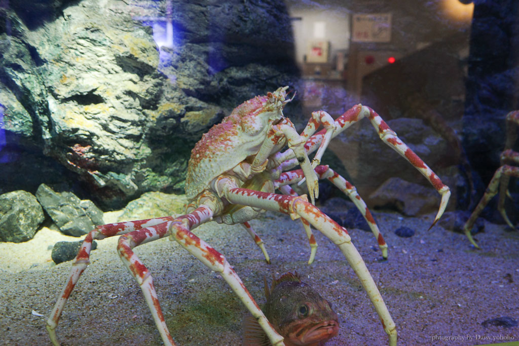 大分海洋宮水族館「海之卵」，親手觸摸海象、魟魚，海豚缸中悠遊玩耍的可愛