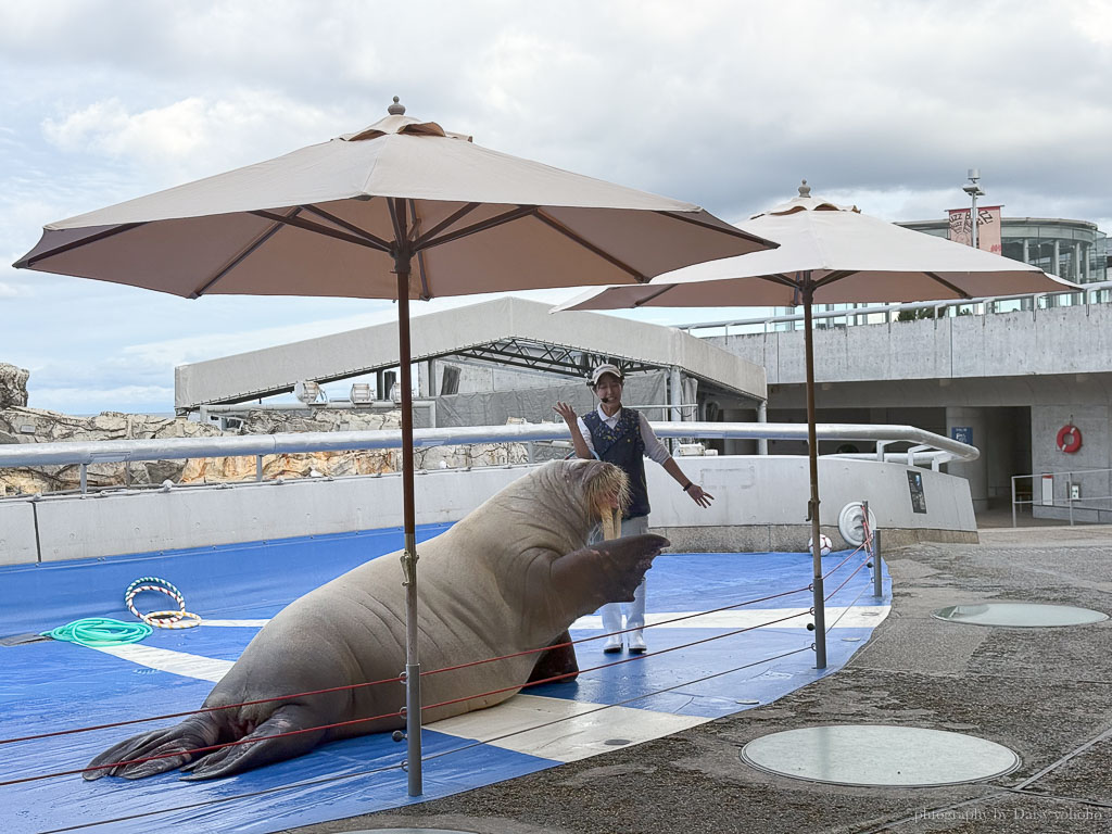 大分海洋宮水族館「海之卵」，親手觸摸海象、魟魚，海豚缸中悠遊玩耍的可愛