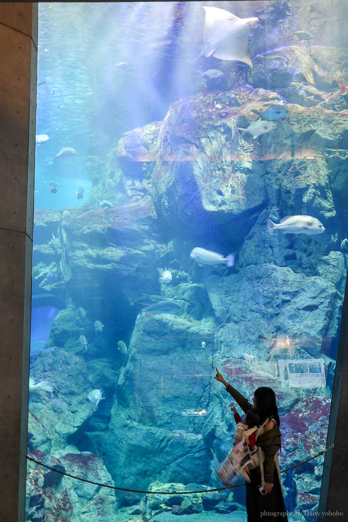 大分海洋宮水族館「海之卵」，親手觸摸海象、魟魚，海豚缸中悠遊玩耍的可愛