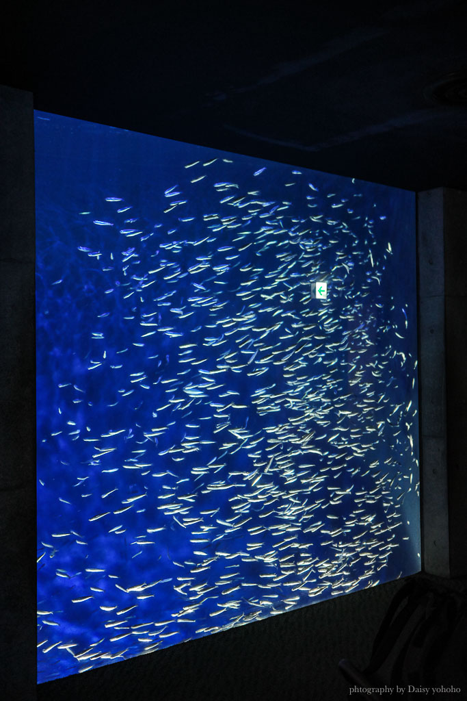 大分海洋宮水族館「海之卵」，親手觸摸海象、魟魚，海豚缸中悠遊玩耍的可愛