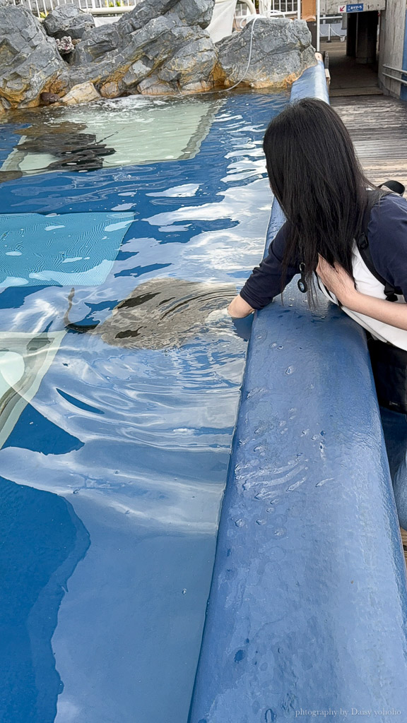 大分海洋宮水族館「海之卵」，親手觸摸海象、魟魚，海豚缸中悠遊玩耍的可愛