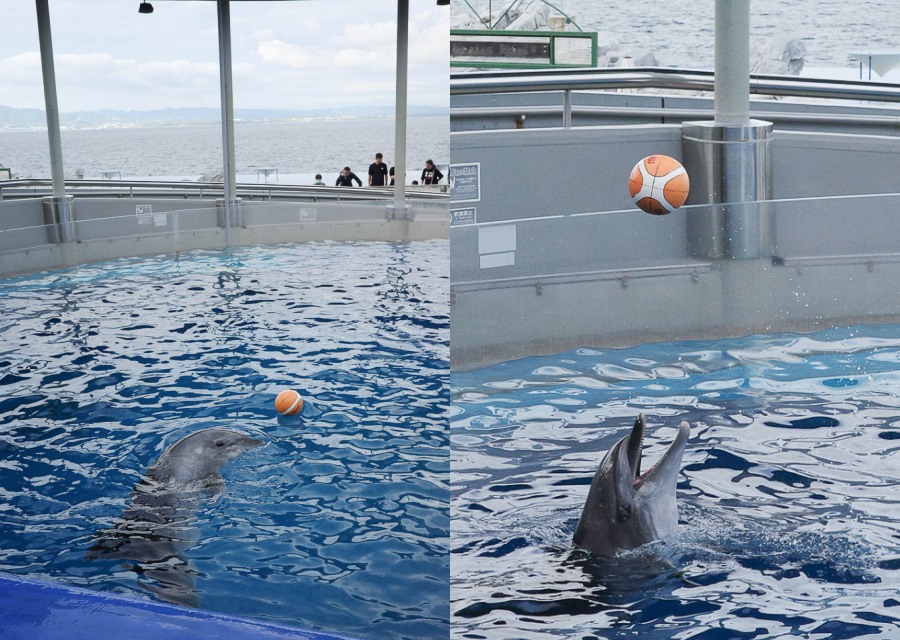 大分海洋宮水族館「海之卵」，親手觸摸海象、魟魚，海豚缸中悠遊玩耍的可愛