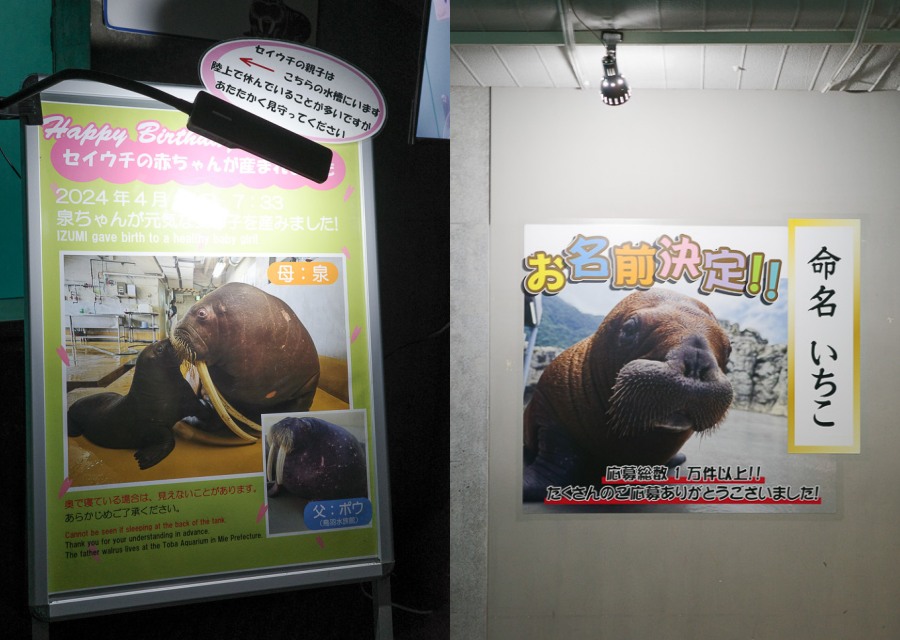 大分海洋宮水族館「海之卵」，親手觸摸海象、魟魚，海豚缸中悠遊玩耍的可愛