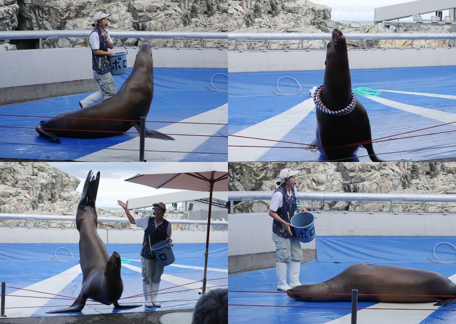 大分海洋宮水族館「海之卵」，親手觸摸海象、魟魚，海豚缸中悠遊玩耍的可愛