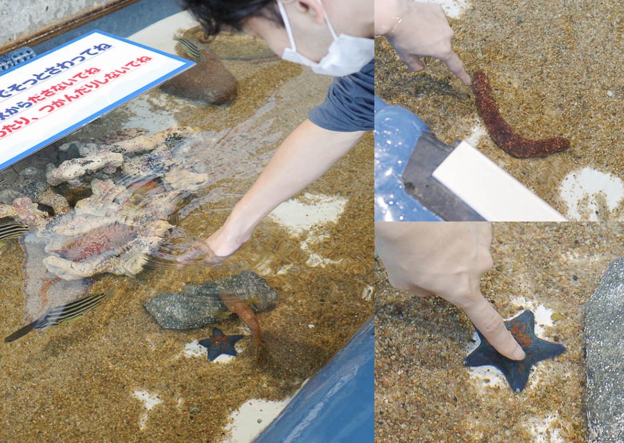 大分海洋宮水族館「海之卵」，親手觸摸海象、魟魚，海豚缸中悠遊玩耍的可愛