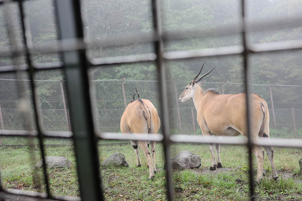 九州自然動物園，搭「叢林巴士」餵獅子吃肉！超人氣野生動物園，九州必去親子景點！