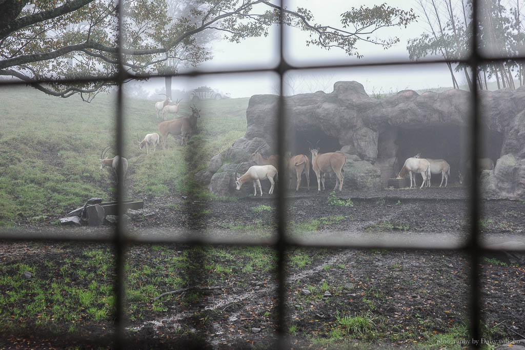 九州自然動物園，搭「叢林巴士」餵獅子吃肉！超人氣野生動物園，九州必去親子景點！