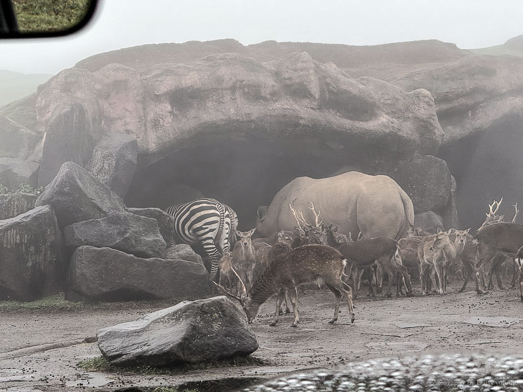 九州自然動物園，搭「叢林巴士」餵獅子吃肉！超人氣野生動物園，九州必去親子景點！