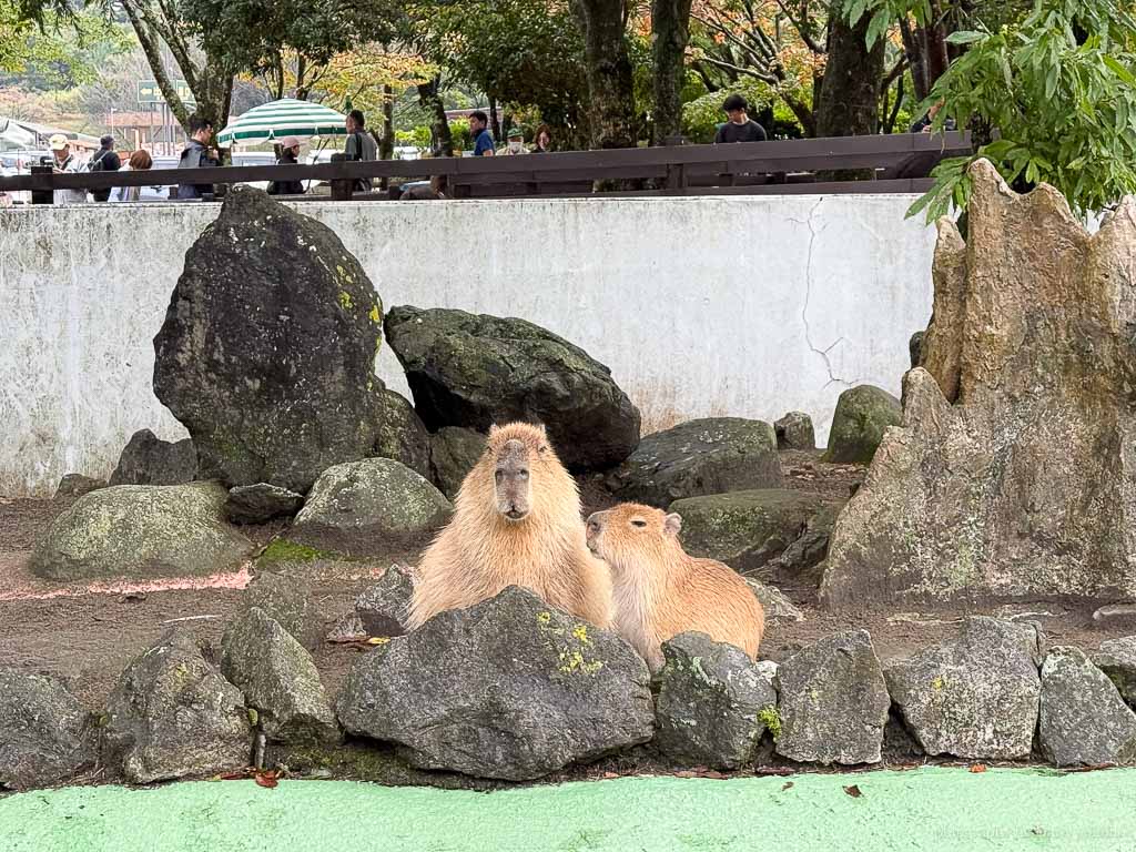 九州自然動物園，搭「叢林巴士」餵獅子吃肉！超人氣野生動物園，九州必去親子景點！