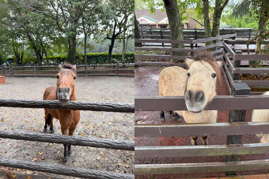 九州自然動物園，搭「叢林巴士」餵獅子吃肉！超人氣野生動物園，九州必去親子景點！