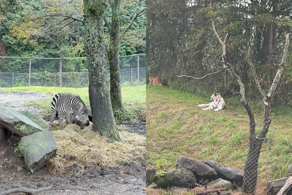 九州自然動物園，搭「叢林巴士」餵獅子吃肉！超人氣野生動物園，九州必去親子景點！