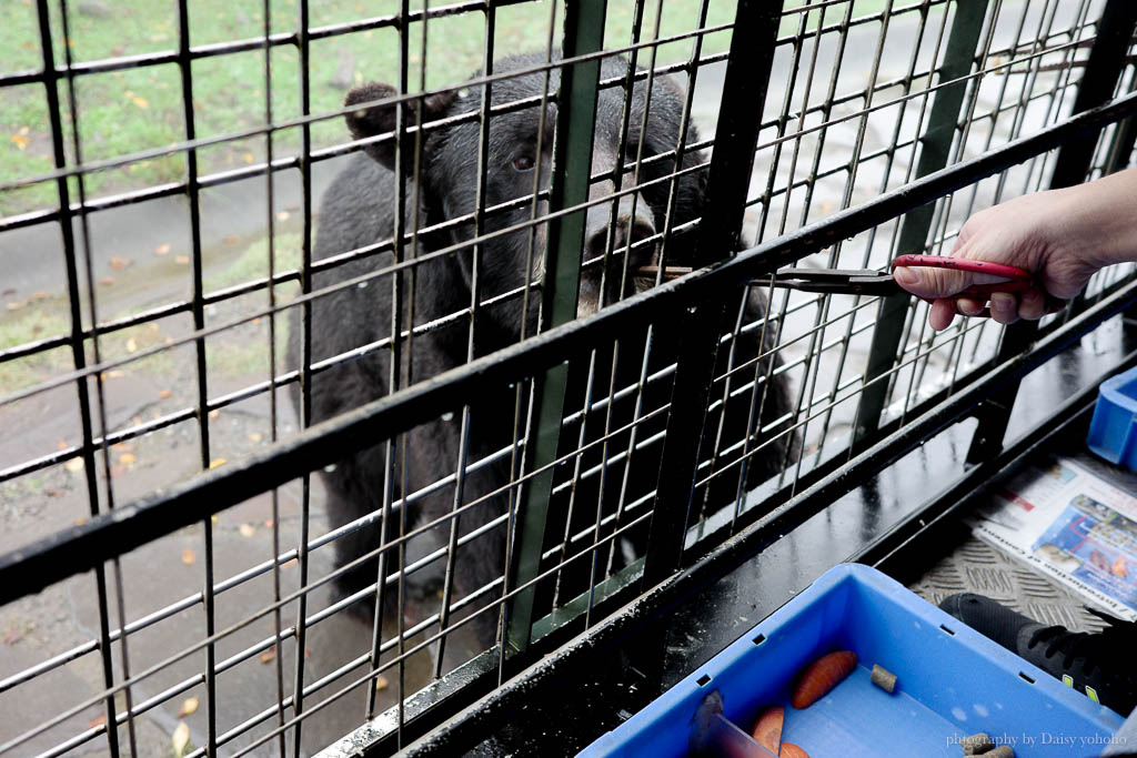 九州自然動物園，搭「叢林巴士」餵獅子吃肉！超人氣野生動物園，九州必去親子景點！